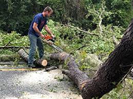 How Our Tree Care Process Works  in  Bee Ridge, FL